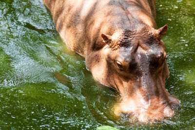 High angle view of horse drinking water in lake