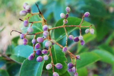 Close-up of berries growing on tree