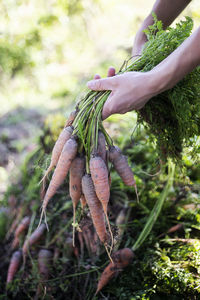 Close-up of hand holding plant growing on field