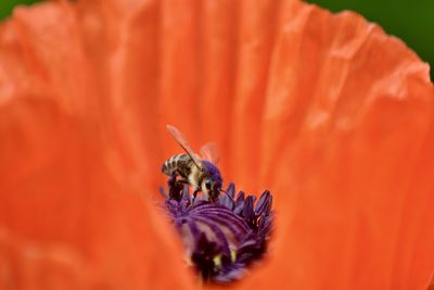 Close-up of bee pollinating flower