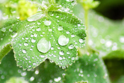 Close-up of water drops on leaf