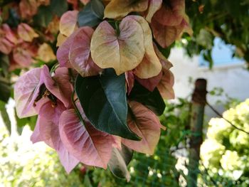 Close-up of pink flowering plant