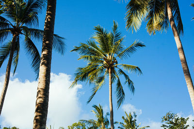 Low angle view of palm trees against blue sky