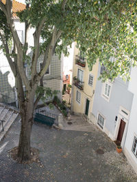 Footpath amidst trees and buildings in city