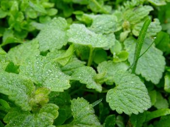 Full frame shot of wet leaves