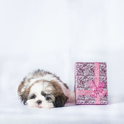 Dog relaxing against white background