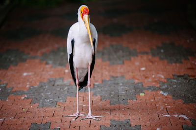 Close-up of bird