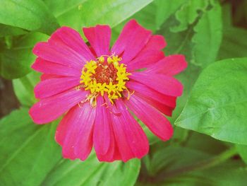 Close-up of pink flower blooming outdoors