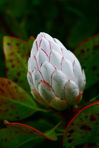 Close-up of flower against blurred background