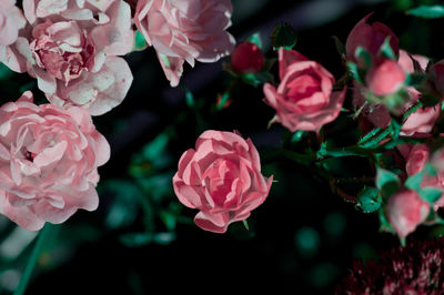 High angle view of pink roses growing in garden