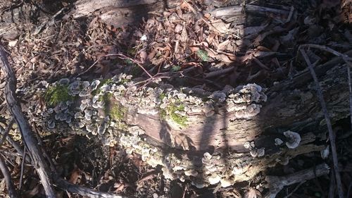 Plants growing on tree trunk