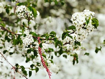 Close-up of white flowering plant