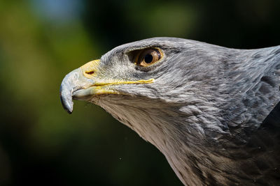Close-up of eagle