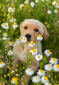 Close-up of a dog on flower