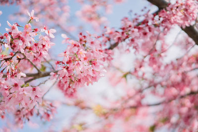 Low angle view of cherry blossom