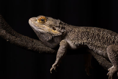 Close-up of lizard against black background