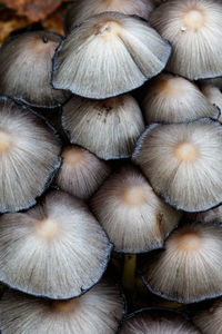 Close-up of mushrooms