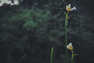 Close-up of white flowering plant