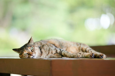 Cat relaxing on wooden bench