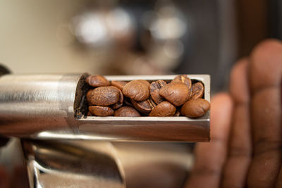 Coffee beans at different stages