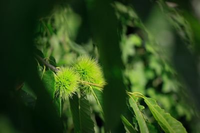 Close-up of green plant