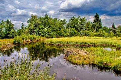 Scenic view of lake by trees against sky