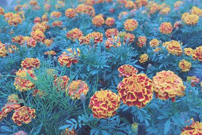 High angle view of flowering plants