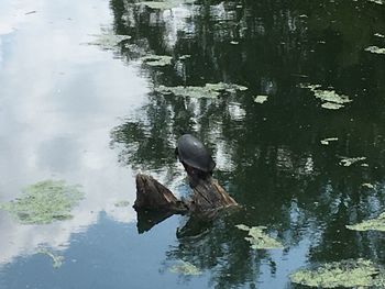 Ducks swimming on lake