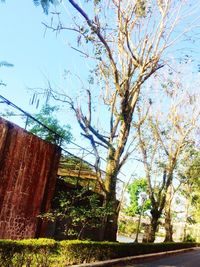 Trees against sky