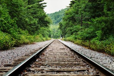 View of railroad tracks along trees