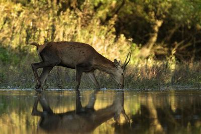 Deers in sidebranch of the drava river