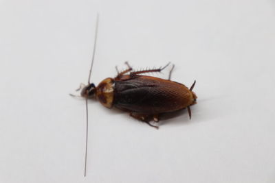 Close-up of insect on white background