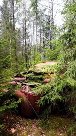 Abandoned built structure in forest