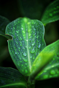 Close-up of wet plant