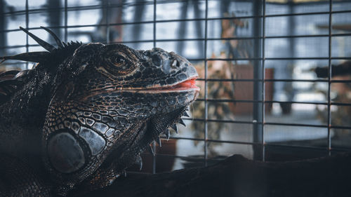 Close-up of bird in cage at zoo