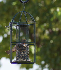 Close-up of bird perching on feeder