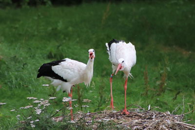 View of birds on field