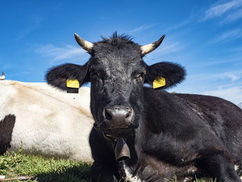 Cow grazing in the italian alps