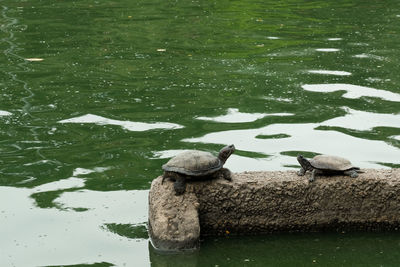 High angle view of birds on lake