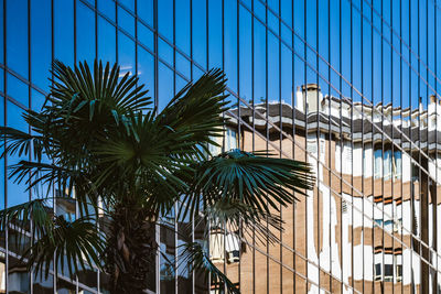 Low angle view of palm trees against sky