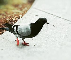 Close-up of bird