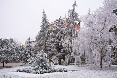 Trees and plants on snow covered land against sky