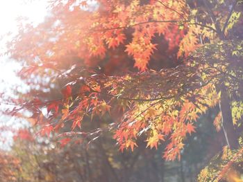 Close-up of maple tree during autumn