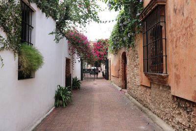 Sidewalk amidst trees in city