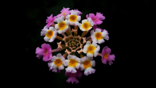 Close-up of yellow flowers against black background