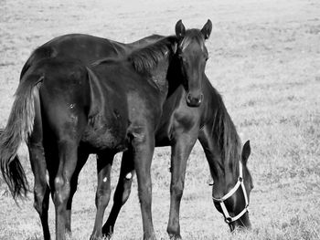 Horses standing on field