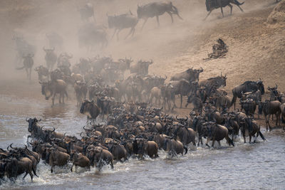 Flock of horses on field