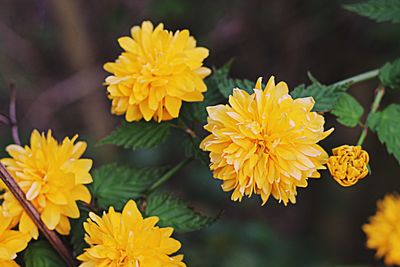 Close-up of yellow flowers blooming outdoors