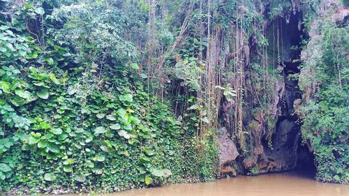 Trees growing in forest