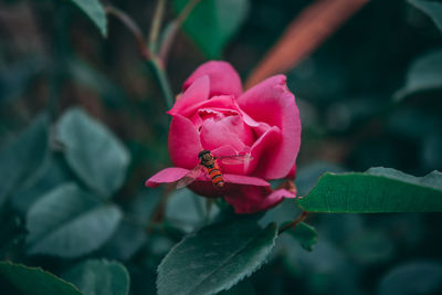 Close-up of pink rose flower